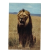 BC61376 Animals Animaux Lion Not Used Perfect Shape Back Scan At Request - Lions