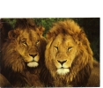 BC61379 Animals Animaux Lion Not Used Perfect Shape Back Scan At Request - Lions