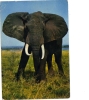 BC61366 Animals Animaux Elephant Used Perfect Shape Back Scan At Request - Elephants