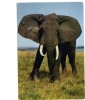 BC61387 Animals Animaux Elephant Not Used Perfect Shape Back Scan At Request - Éléphants