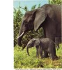 BC61388 Animals Animaux Elephant And Calf Used Perfect Shape Back Scan At Request - Éléphants