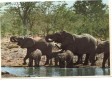 BC61389 Animals Animaux Elephants And Calfs Not Used Perfect Shape Back Scan At Request - Éléphants