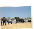 BC61391 Animals Animaux Elephants And Calfs Not Used Perfect Shape Back Scan At Request - Éléphants