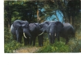 BC61390 Animals Animaux Elephants Used Perfect Shape Back Scan At Request - Elefantes