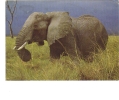 BC61392 Animals Animaux Elephant Used Perfect Shape Back Scan At Request - Elephants