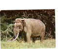 BC61393 Animals Animaux Elephant Used Perfect Shape Back Scan At Request - Éléphants