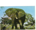 BC61395 Animals Animaux Elephant Used Perfect Shape Back Scan At Request - Elefantes