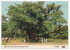 - Major Oak In Sherwood Forest, Nottinghamshire - Dim: 15x10cm. - Scan Verso - - Nottingham