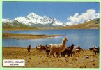 BOLIVIA - Laguna Milluni - Cordillera Real De Los Andes, Llama - Bolivien