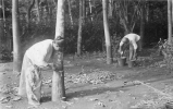 CARTE PHOTO SIAM THAILANDE CUTTING FOR RUBBER SAPIN HEVEA  IN THE SOUTH OF SIAM - Thailand