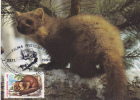 MARTEN, PROTECT ANIMALS, 1990, CM. MAXI CARD, CARTES MAXIMUM, ROMANIA - Rodents