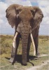 CPM 12X17 - AFRICAN WILDLIFE - ELEPHANT - SSOTE 230 - Elefanti