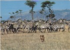 CPM 12X17 - AFRICAN WILDLIFE - LION CUB On The HUNT For ZEBRA   - SSOTA  63 - Cebras