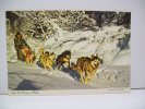 Dog Sled Racing In Alaska (U.S.A.) - Other & Unclassified