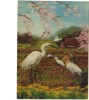 BC61512 Egrets Aironi 3D Cartes Steroscopiques Good Shape Back Scan At Request - Stereoskopie