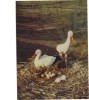 BC61511 Cigogne Stork 3D Cartes Steroscopiques Good Shape Back Scan At Request - Stereoscope Cards