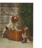 BC61523 Basset Hound Dog Chaiene 3D Cartes Steroscopiques  Good Shape Back Scan At Request - Stereoscope Cards