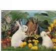 BC61529 Rabbit Lappin 3D Cartes Steroscopiques  Good Shape Back Scan At Request - Stereoscope Cards
