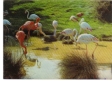 BC61565 Flamingos Flamant 3D Cartes Steroscopiques Used Good Shape Back Scan At Request - Stereoscope Cards