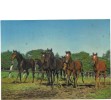 BC61575 Thoroughbred Horse Chaveaux 3D Cartes Steroscopiques Used Good Shape Back Scan At Request - Cartes Stéréoscopiques