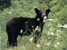 (1) Black Bear - Ours - Osos