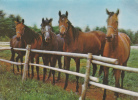 TOKIO: HORSES, POSTCARD COLLECTION,UNUSED, JAPAN. - Stereoskopie