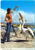 Cyprus. Paphos Pelican. - Zypern