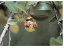 (162) Insect On Fruit - Inscecte Sur Fruit - Insecten