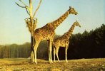 CPM... GIRAFES EN LIBERTE A THOIRY 78...  GROS PLAN ......VOIR SCANNER - Giraffes