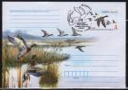 Belarus 2011 Postal Stationery Card   Duck Ducks Canard Canards Bird Birds Oiseau Oiseaux Vogel - Anatre