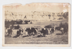 [W1033] USA South Dakota Real Photo Vintage Postcard - Signed By Labarge & Jamruszka - Cows Rodeo Cattle - Rapid City