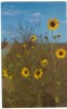 USA, Kansas Sunflowers, Unused Postcard [P8300] - Autres & Non Classés