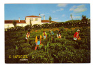Portugal: Açores, S. Miguel, Plantation De The, A Tea Plantation (12-927) - Açores