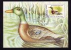 DUCK, AUDUBON BIRD, 1985, CM. MAXI CARD, CARTES MAXIMUM, OBLITERATION FDC, ROMANIA - Swans