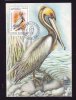 PELICAN, AUDUBON, 1985, CM. MAXI CARD, CARTES MAXIMUM, OBLITERATION FDC, ROMANIA - Pellicani