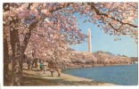 USA, Blooming Of The Cherry Trees, Washington DC, Unused Postcard [P8327] - Washington DC