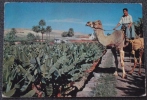 CPSM ESPAGNE ILES CANARIES LAS PALMAS DE GRAN CANARIA PLANTATION DE BANANES 1965 Voyagee Chameau Dromadaire - La Palma