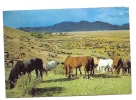 MONGOLIA- In The Grazing Field-not  Traveled - Mongolei