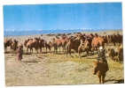 ASIA-MONGOLIA-A CAMEL BOY-not Traveled - Mongolia