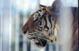 TIGRE / TIGER / GETIGERT - Tigres