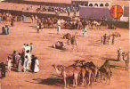 Goulimine "Marché Aux Chameaux Au Portes Du Sahara" - Agadir