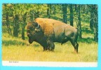 Postcard - Bull Buffalo      (V 9048) - Taureaux