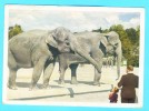 Postcard - Elephants, Tierpark Hellabrunn      (V 9050) - Elephants
