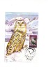 BC61891 Polaire Hibou Polar Owl Romania Maximum Carte Maxima Perfect Shape 2 Scans - Owls