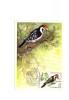 BC61890 Oiseaux Birds Animaux Animals Maximum Carte Maxima Perfect Shape 2 Scans - Spechten En Klimvogels