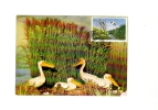 BC61902 Pelican  Animaux Animals Maximum Carte Maxima Perfect Shape 2 Scans - Pelikanen