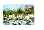 BC61914 Pelican Animaux Animals Maximum Carte Maxima Perfect Shape 2 Scans - Pellicani