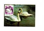 BC61918 Cygne Swan Animaux Animals Maximum Carte Maxima Perfect Shape 2 Scans - Schwäne