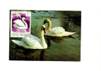 BC61918 Cygne Swan Animaux Animals Maximum Carte Maxima Perfect Shape 2 Scans - Swans