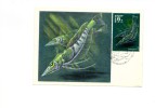 BC61932 Fish Poissons   Animaux Animals Maximum Carte Maxima Perfect Shape 2 Scans - Penguins